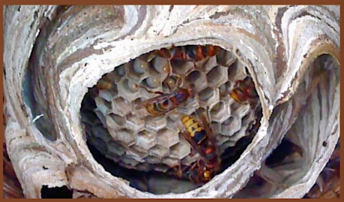 Nest ongeveer 4 maanden oud