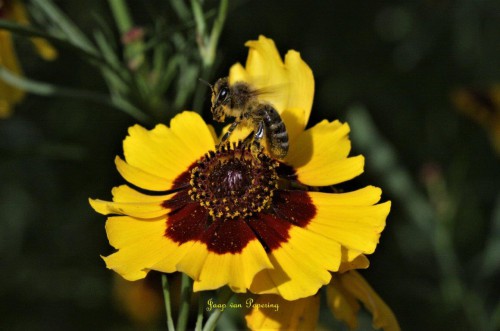 Coreopsis .jpg