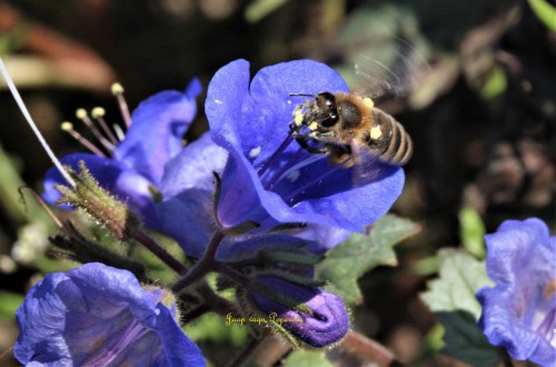 phacelia .jpg