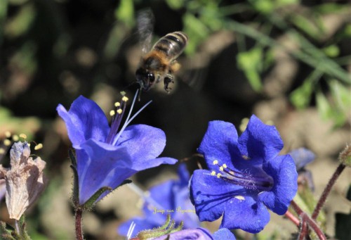 phacelia-2 .jpg