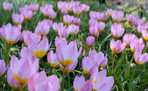 tulipa.JPG