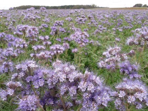 Phacelia.jpg