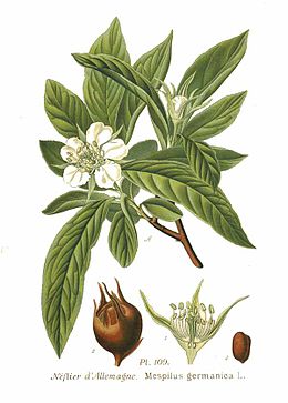 Mespilus germanica in Atlas des plantes de France.jpg