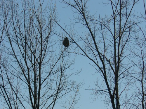 Nest Aziatische wesp 2.JPG