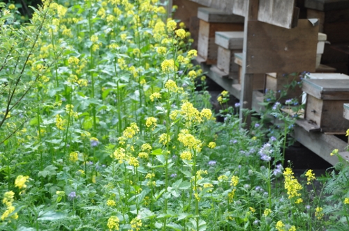 bijenbloemen 041 (500x332).jpg