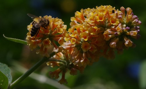 Buddleja , maar dan wel de gele, goed voor bijen.