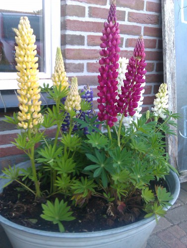 IMAG0462.jpg