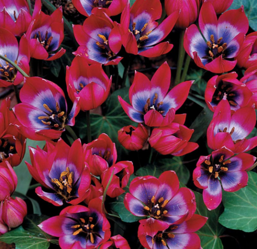 Tulipa little Beauty.png