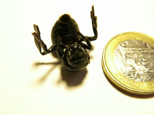 Zwarte glimmende dode bij. Zie de euro ernaast om een idee te krijgen hoe groot het beest is.