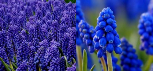 muscari armeniacum.JPG