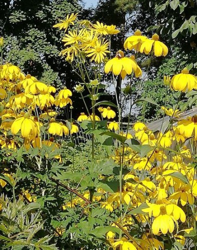 zonnekroon, nog eenzaam tussen de Rudbeckia