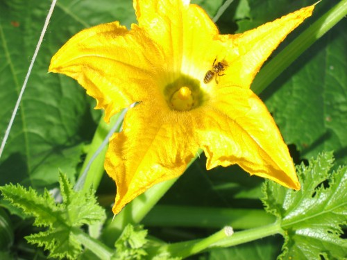 mnl courgette bloem met bij.jpg