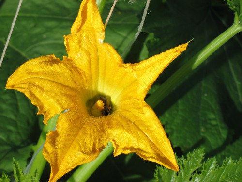 bij incourgettebloem.jpg