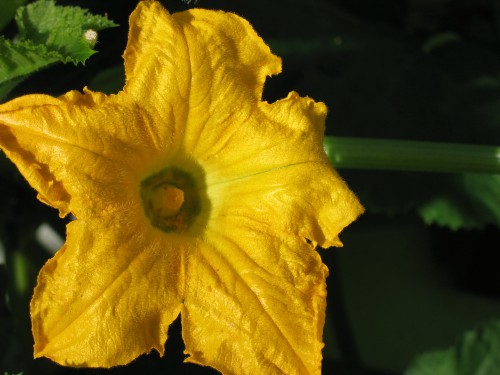 stuifmeel op bodem van courgettebloem.jpg