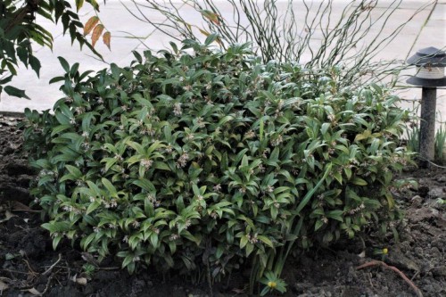 sarcococca.jpg