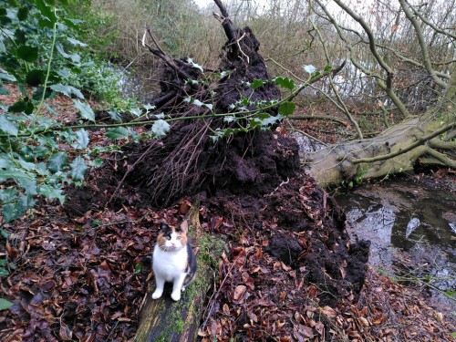 Door storm en staande op verzopen grond door hoog <br />water, ter aarde gezegen.